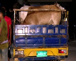 ছাত্রলীগ পরিচয়ে সিলেটে গরু ছিনতাই!